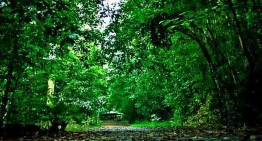 Sri Lanka To Gazette 20 New Forest Reserves
